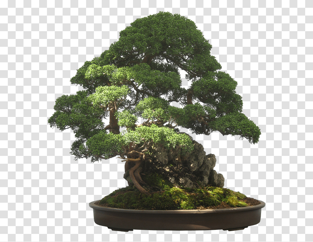Bonsai Tree 6 Image Boxwood Bonsai, Potted Plant, Vase, Jar, Pottery Transparent Png