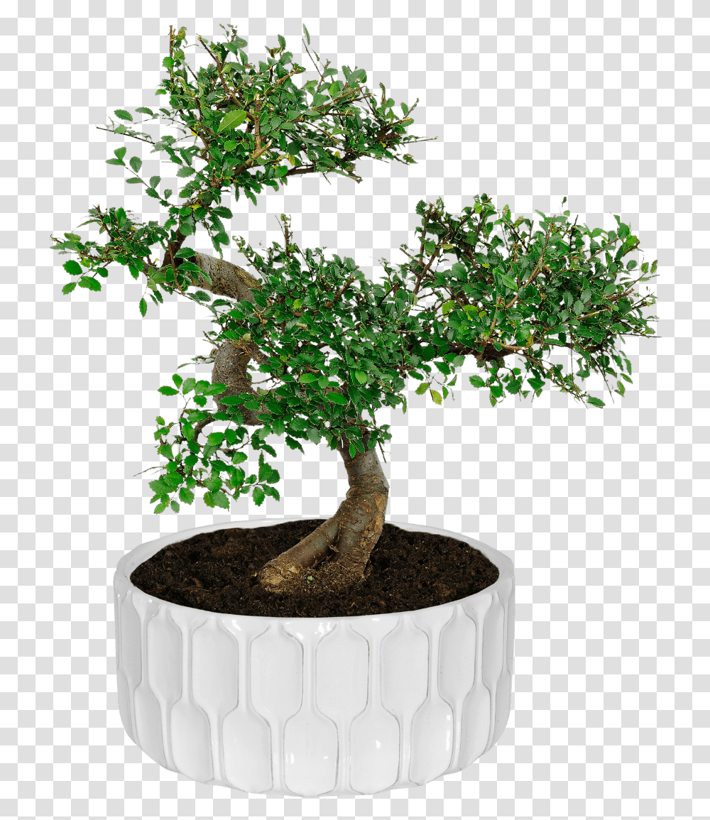 Bonsai Tree Aldi, Potted Plant, Vase, Jar, Pottery Transparent Png