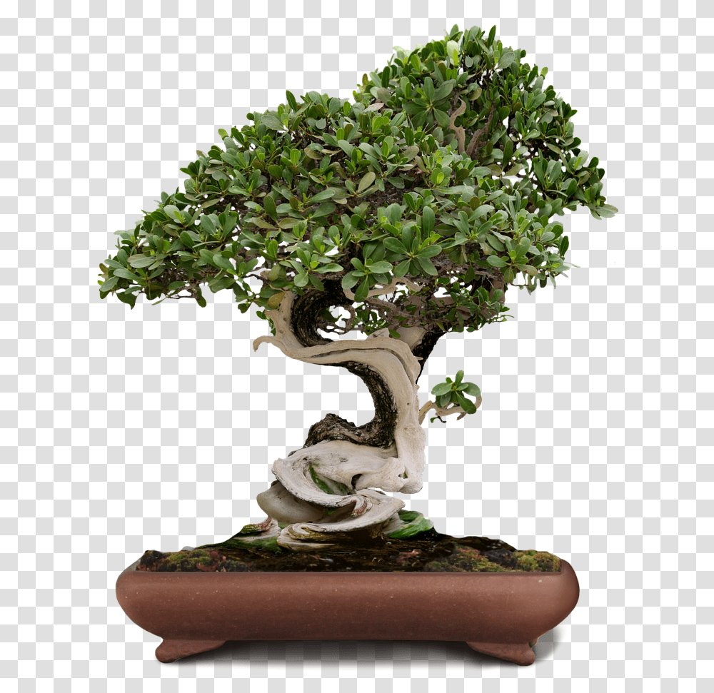 Bonsai Tree Background, Potted Plant, Vase, Jar, Pottery Transparent Png