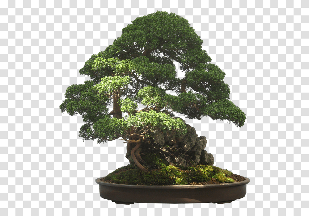 Bonsai Tree Background, Potted Plant, Vase, Jar, Pottery Transparent Png