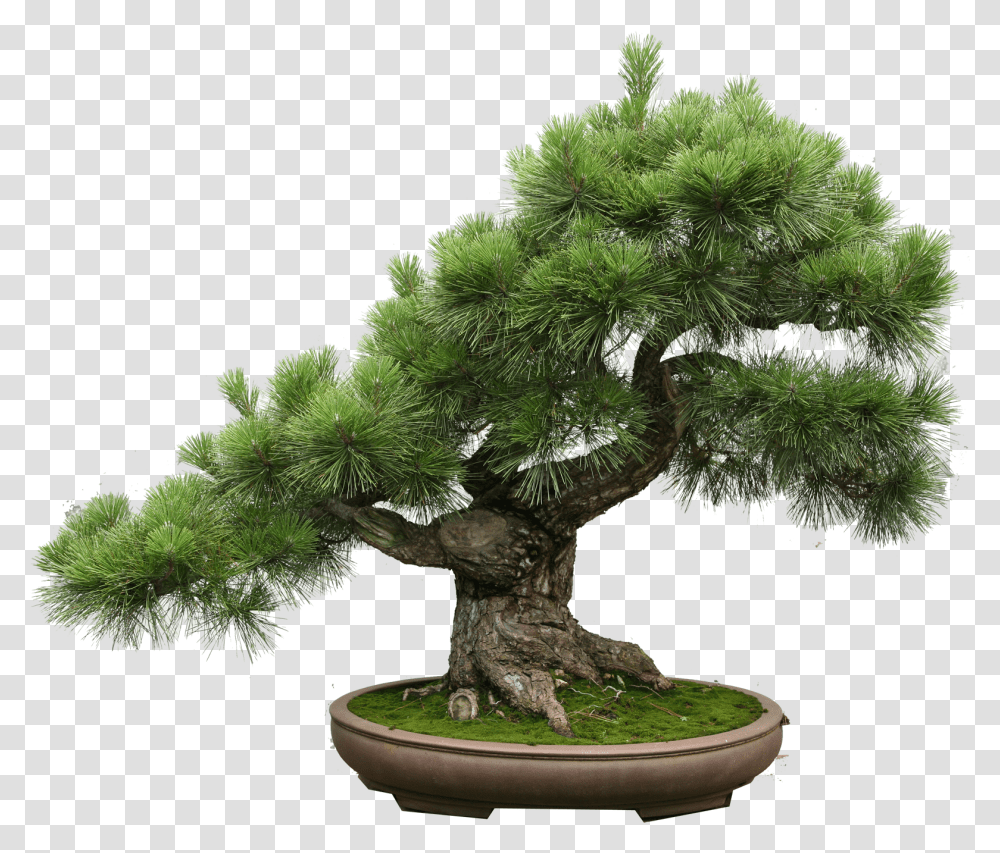 Bonsai Tree Bonsai Pinus Thunbergii, Potted Plant, Vase, Jar, Pottery Transparent Png