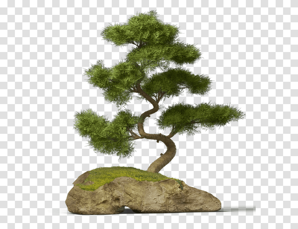 Bonsai Tree Chinese Asian Japanese Pine Tree Bonsai, Plant, Potted Plant, Vase, Jar Transparent Png