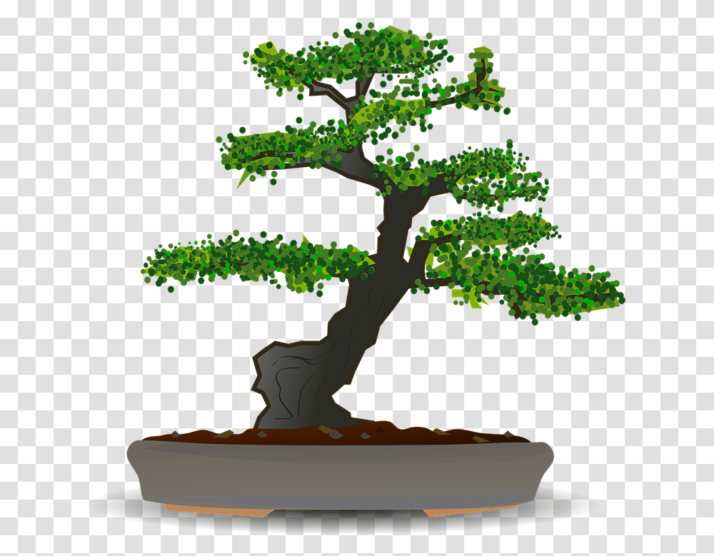 Bonsai Tree Dwarf Bonsai Tree Vector, Plant, Potted Plant, Vase, Jar Transparent Png