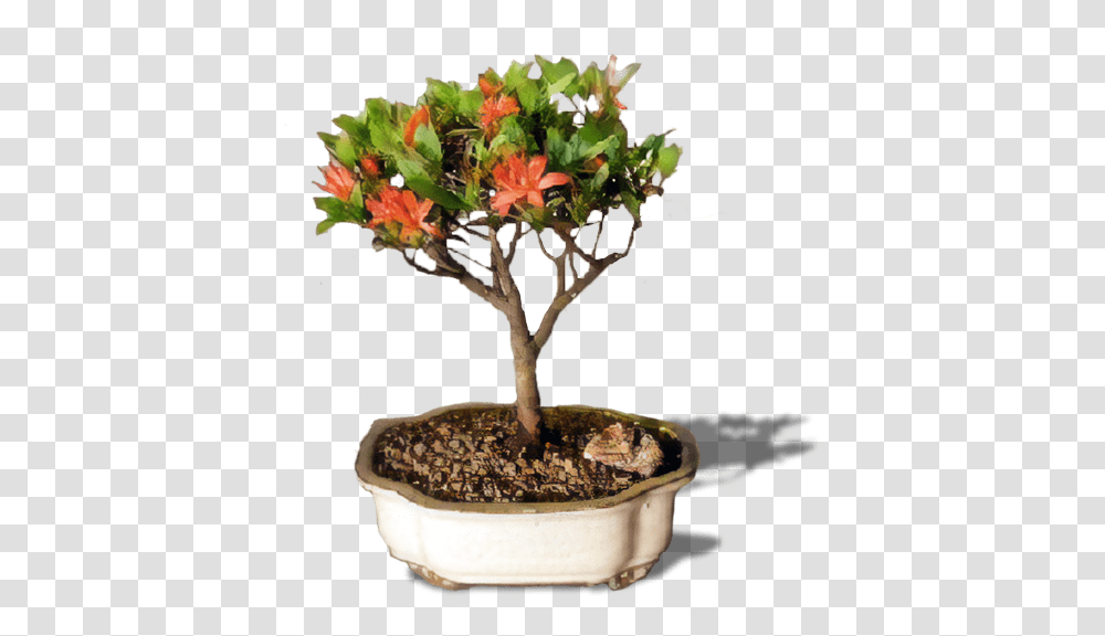 Bonsai Tree Flowerpot, Potted Plant, Vase, Jar, Pottery Transparent Png