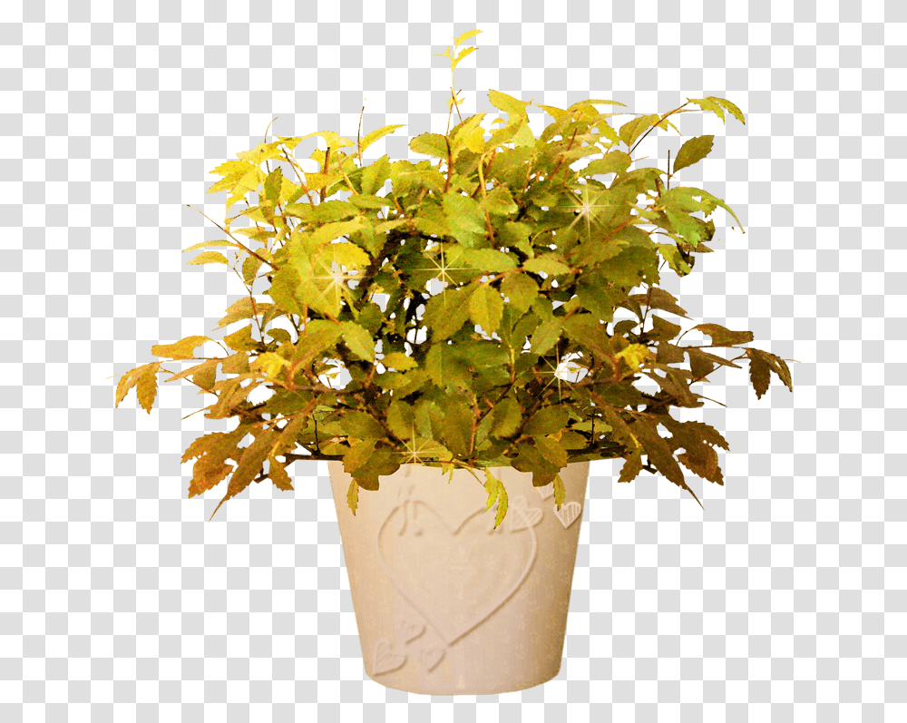 Bonsai Tree, Leaf, Plant, Pot, Flower Transparent Png