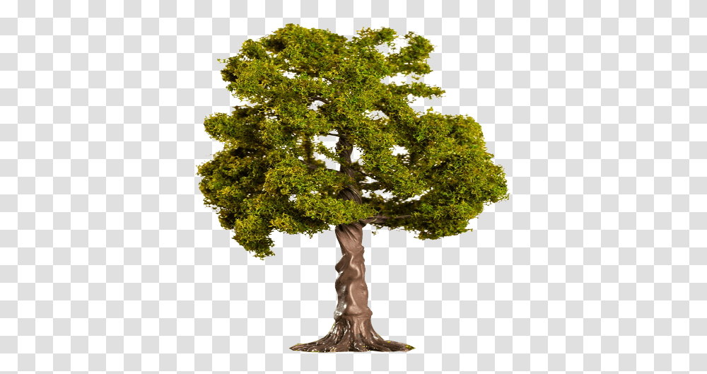 Bonsai, Tree, Plant, Oak, Sycamore Transparent Png