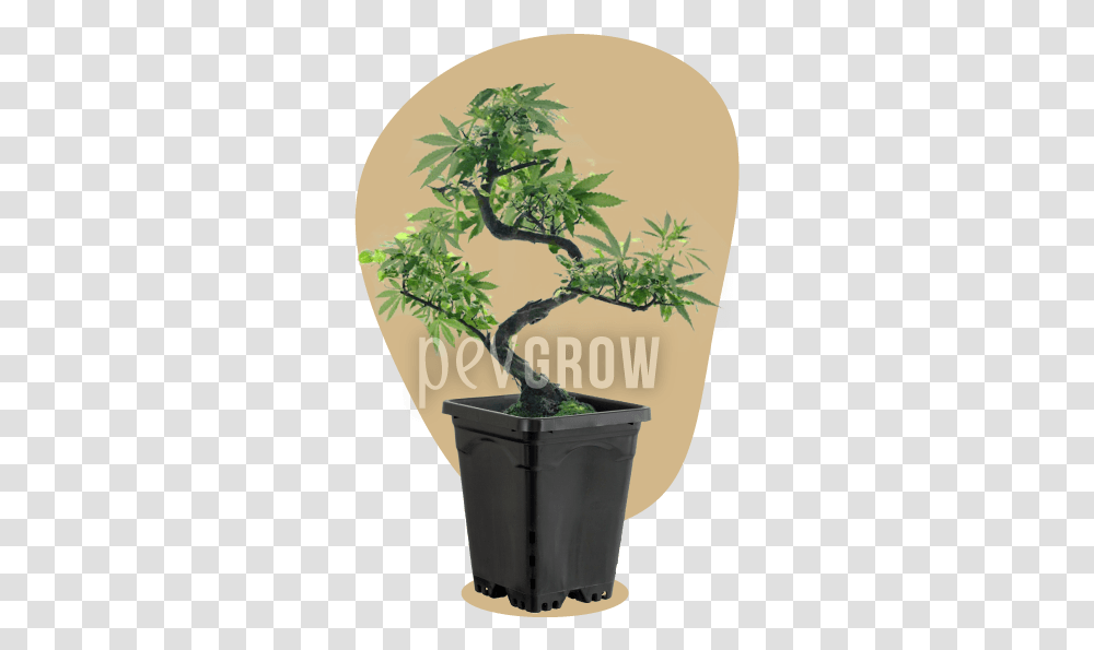 Bonsai, Tree, Plant, Potted Plant, Vase Transparent Png