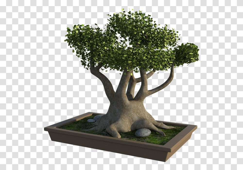 Bonsai Tree Rocks Grass Bonsai, Potted Plant, Vase, Jar, Pottery Transparent Png