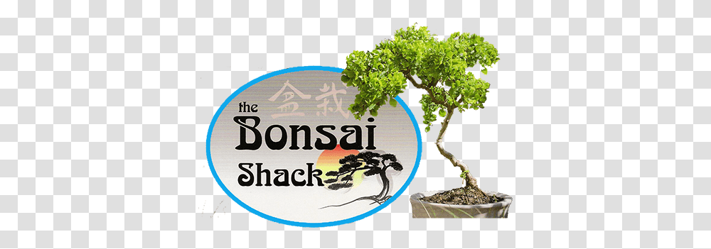 Bonsai Trees For Sale In New York Rockland Bonsai Store Westchester Mall, Potted Plant, Vase, Jar, Pottery Transparent Png