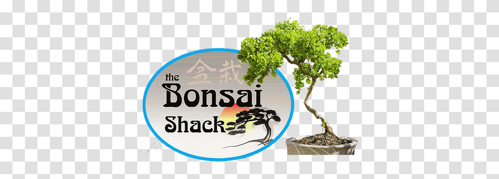 Bonsai Trees For Sale In New York Rockland New York Bonsai, Plant, Vegetation, Outdoors, Vase Transparent Png