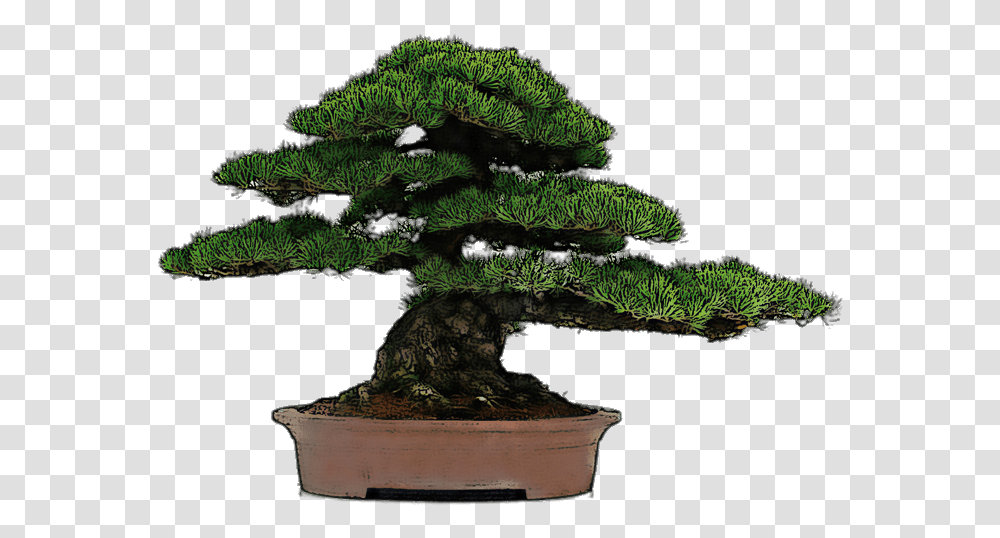 Bonsai Trees Images Stickpng Bonsai Tree Background, Potted Plant, Vase, Jar, Pottery Transparent Png