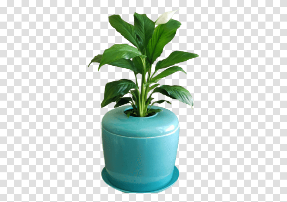 Bonsai Urn Indoor Tree Patio Plant Flowerpot, Leaf, Milk, Beverage, Drink Transparent Png