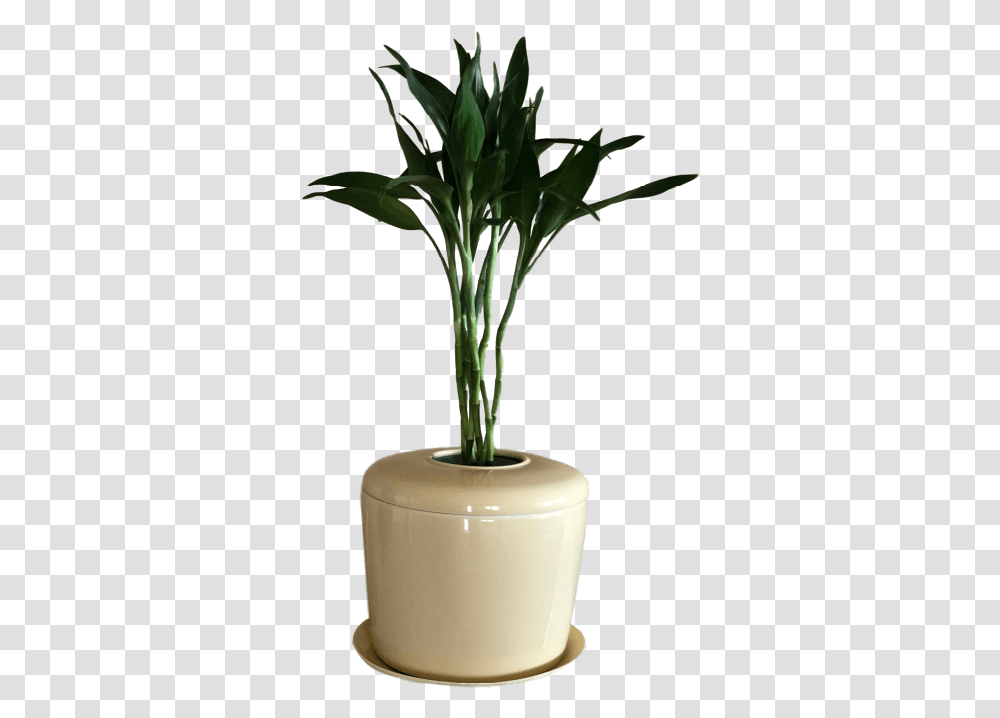 Bonsai Urn Indoor Tree Patio Plant Houseplant, Jar, Potted Plant, Vase, Pottery Transparent Png