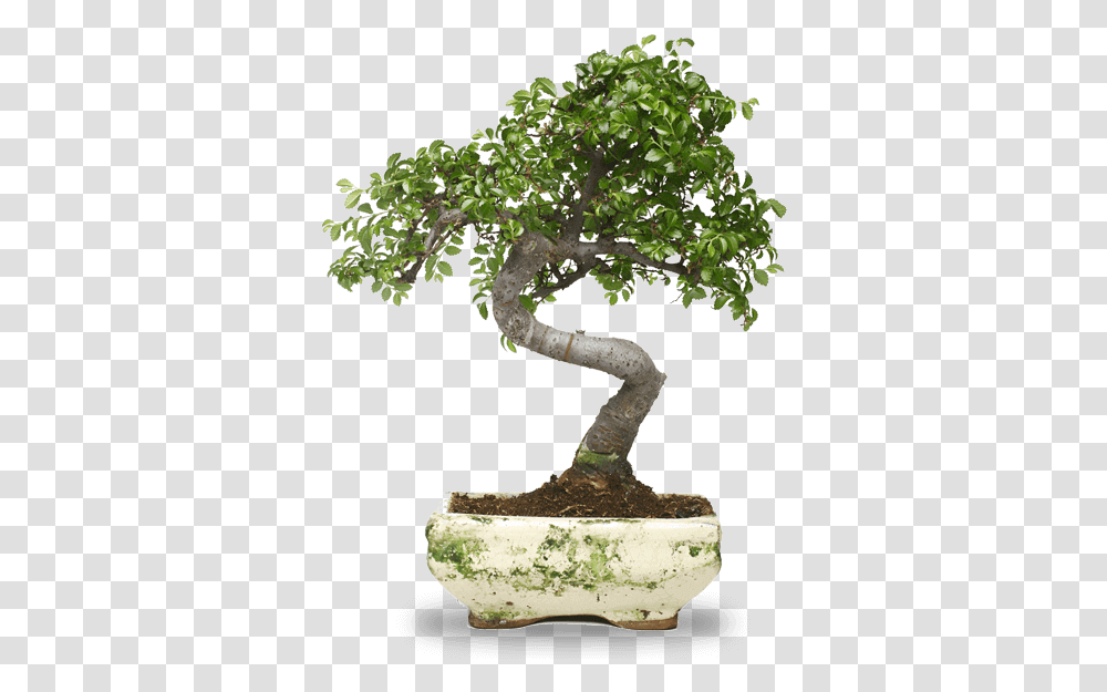 Bonsai Workshops Classes And Events Everyday Life Daily Life Quotes, Potted Plant, Vase, Jar, Pottery Transparent Png