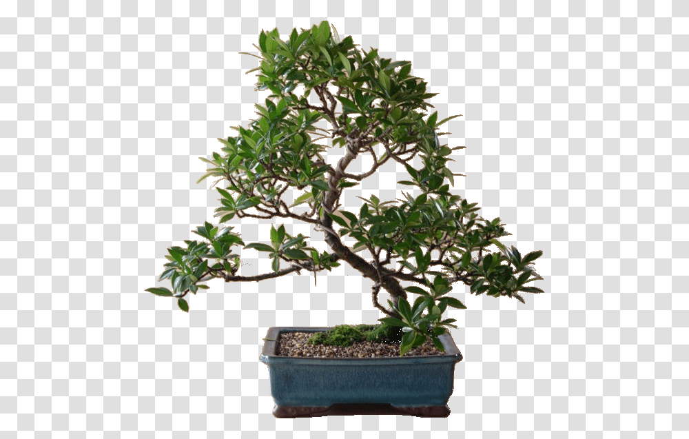 Bonsaitree Bonsai Tree Arvore Planta Sageretia Theezans, Potted Plant, Vase, Jar, Pottery Transparent Png