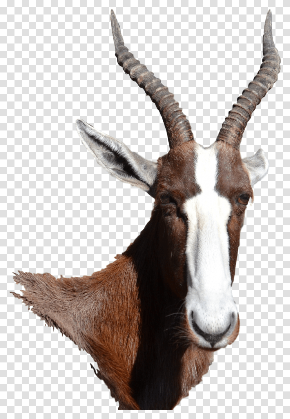 Bontebok Antelope Antelope, Wildlife, Mammal, Animal, Horse Transparent Png
