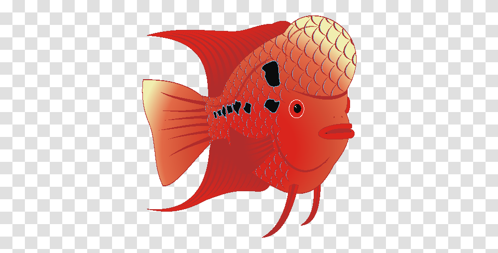 Bony Fish, Goldfish, Animal Transparent Png