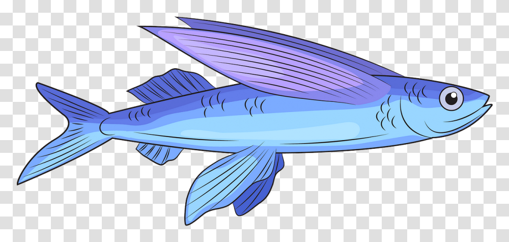 Bony Fish, Tuna, Sea Life, Animal, Bonito Transparent Png