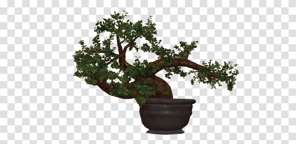 Bonzai New Braunfels, Tree, Plant, Potted Plant, Vase Transparent Png