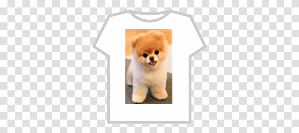 Boo Pomeranian Roblox Little Dog In The World, Canine, Mammal, Animal, Pet Transparent Png