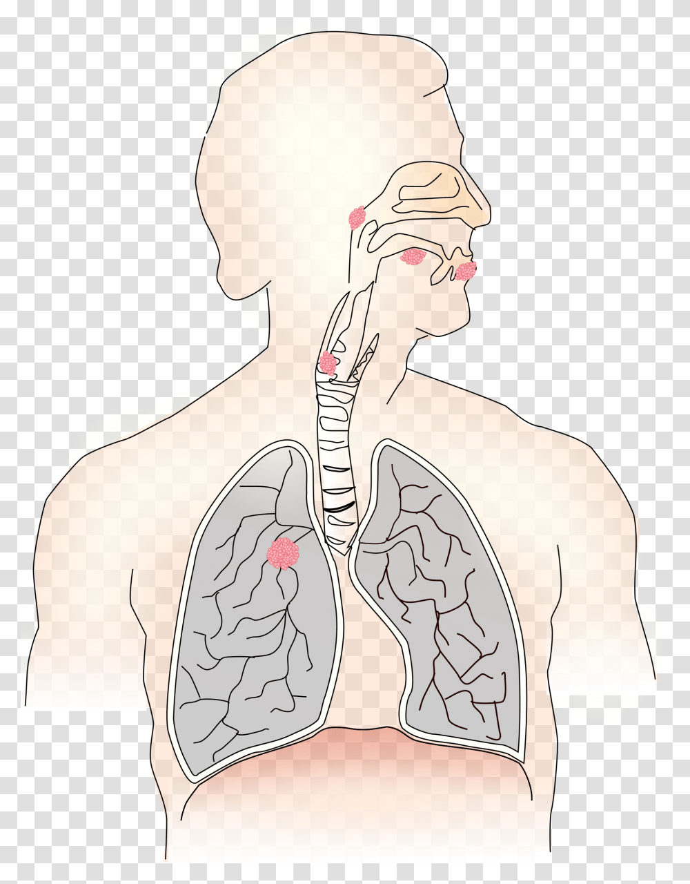 Boobs Clipart Our Lungs, Skin, Back, Shoulder, Neck Transparent Png