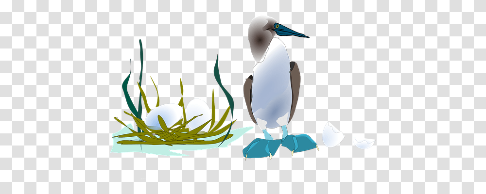 Booby Animals, Bird, Penguin, King Penguin Transparent Png