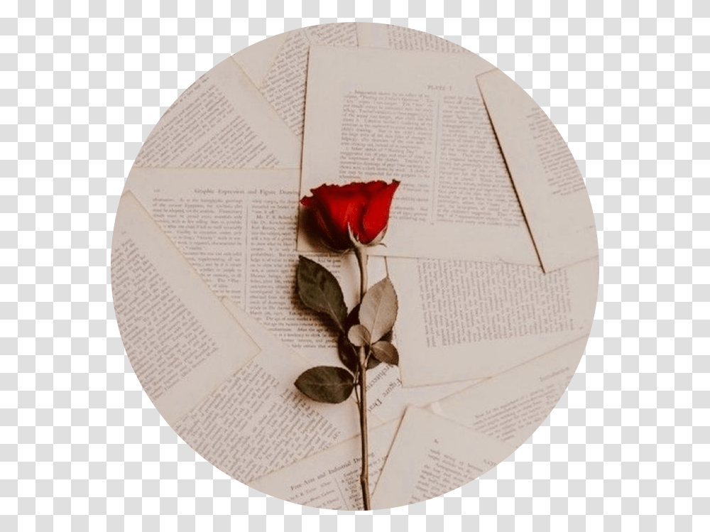 Books Tumblr Aesthetic Beige Cream Cute Circle Rose With Book Pages, Plant, Flower, Blossom, Petal Transparent Png