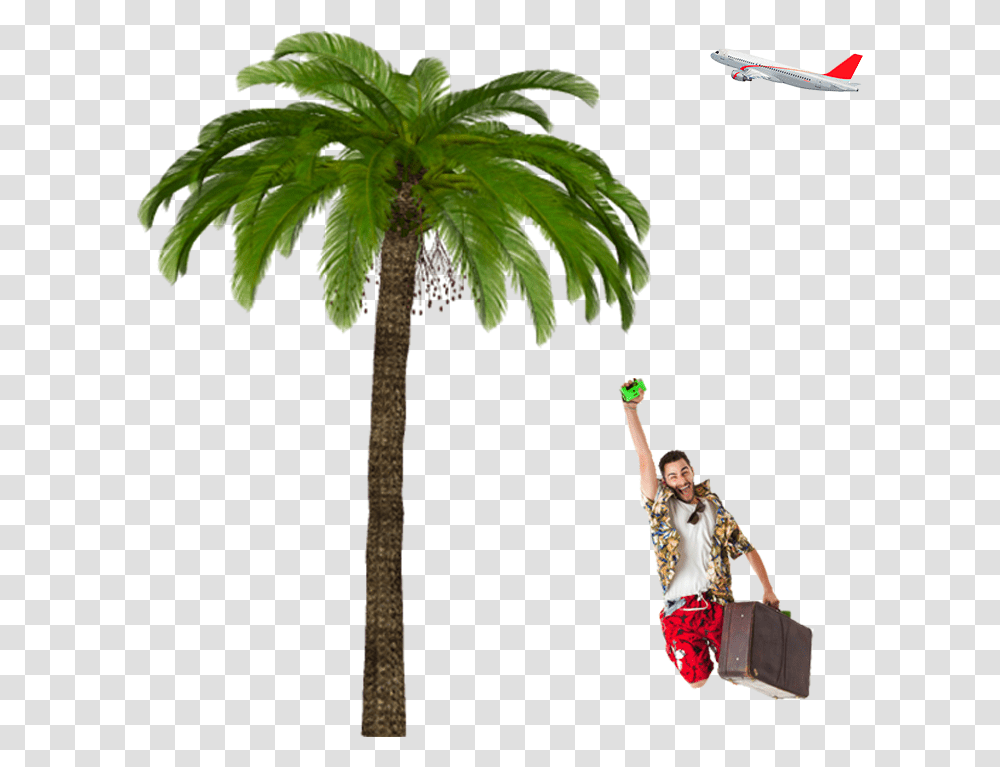 Borassus Flabellifer, Person, Human, Palm Tree, Plant Transparent Png