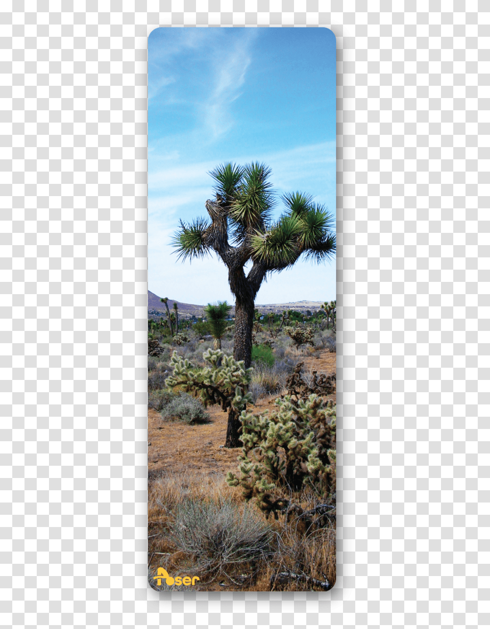 Borassus Flabellifer, Plant, Tree, Agavaceae, Palm Tree Transparent Png