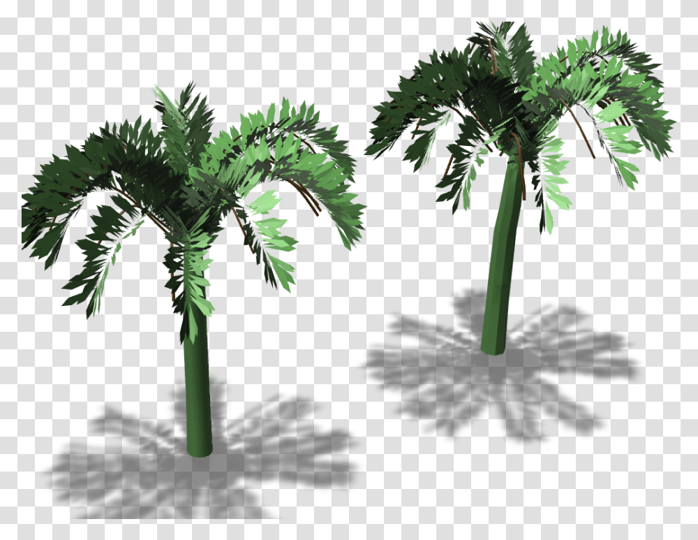 Borassus Flabellifer, Plant, Vegetation, Tree, Palm Tree Transparent Png