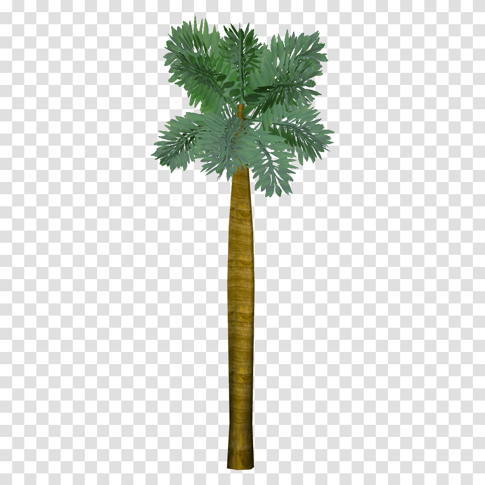 Borassus Flabellifer Pond Pine, Tree, Plant, Palm Tree, Arecaceae Transparent Png