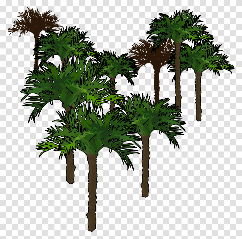 Borassus Flabellifer, Tree, Plant, Palm Tree, Arecaceae Transparent Png