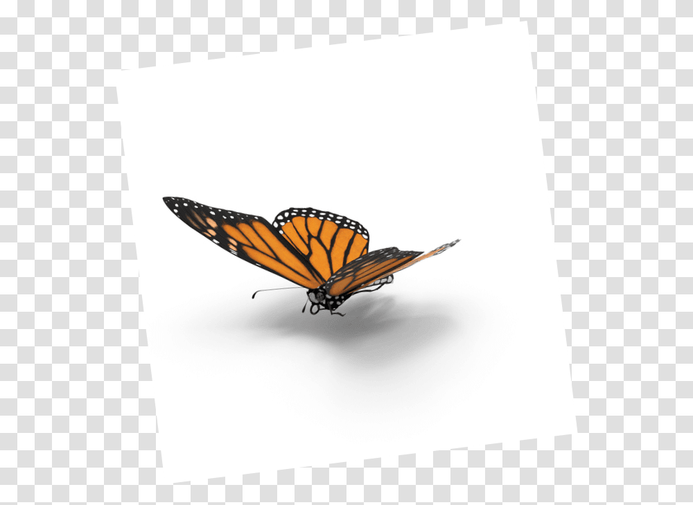 Borboleta Monarch Butterfly, Insect, Invertebrate, Animal, Airplane Transparent Png