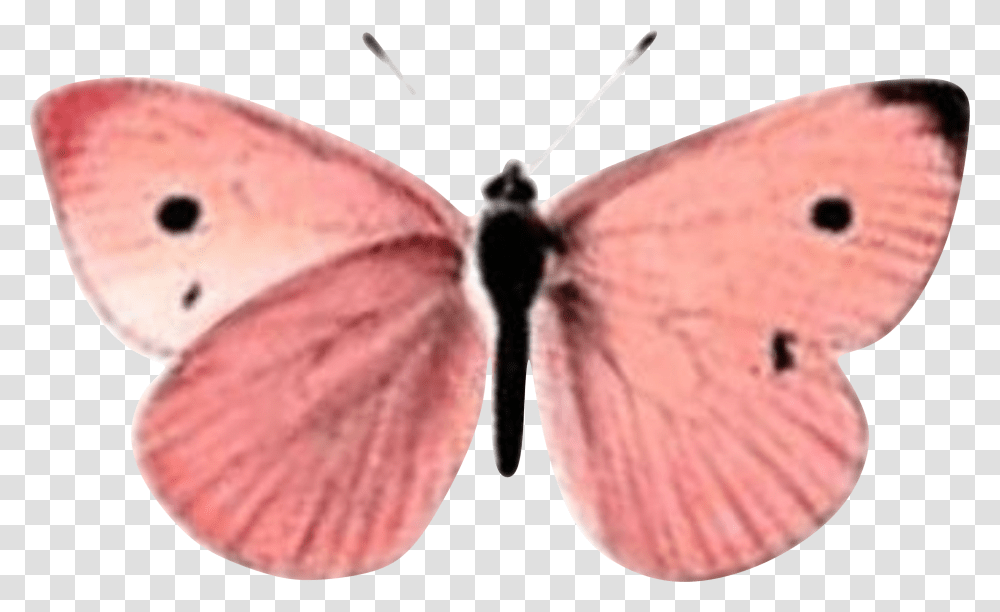 Borboleta Rosa Butterfly Beauty Pink Butterfly Roses Short Tailed Blue, Insect, Invertebrate, Animal, Moth Transparent Png