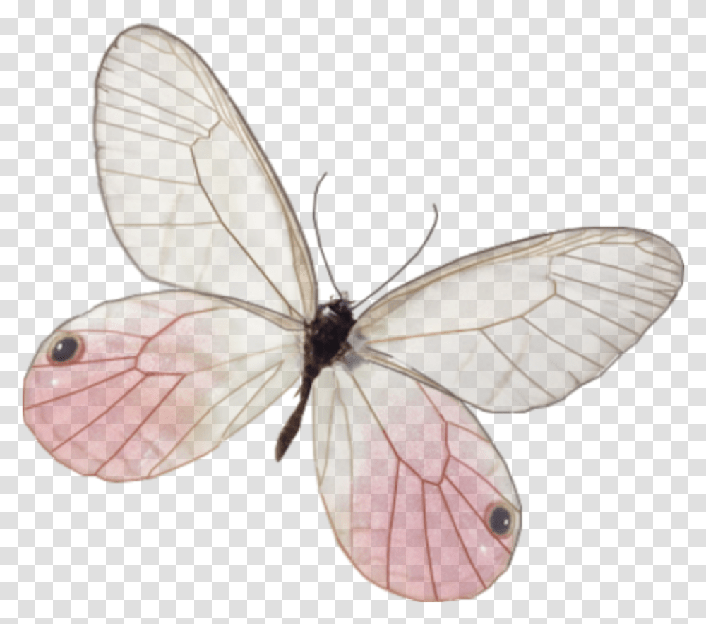 Borboleta Vintage, Insect, Invertebrate, Animal, Butterfly Transparent Png
