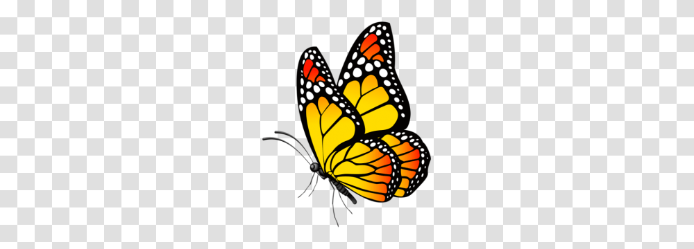 Borboletas, Insect, Invertebrate, Animal, Butterfly Transparent Png