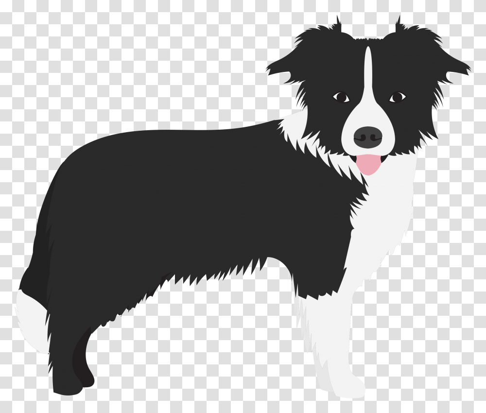 Border Colie Dogs In The News Border Collie Flat, Pet, Animal, Canine, Mammal Transparent Png