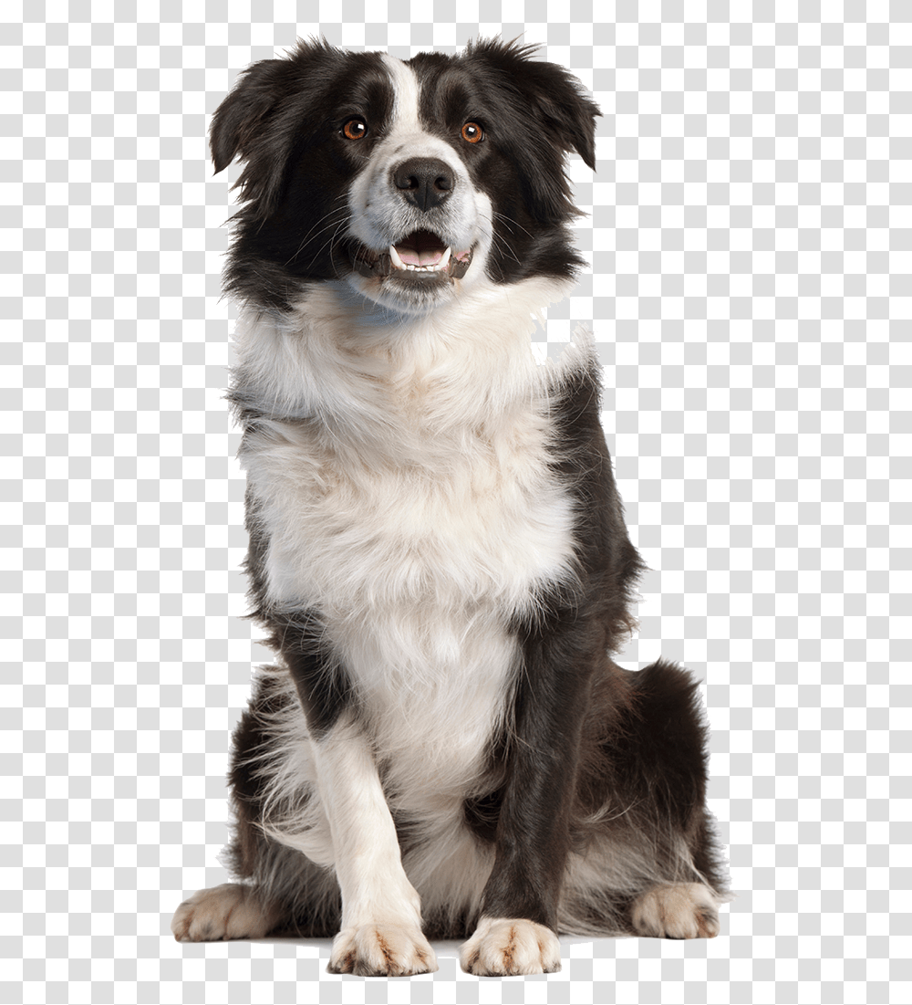 Border Collie Background, Dog, Pet, Canine, Animal Transparent Png