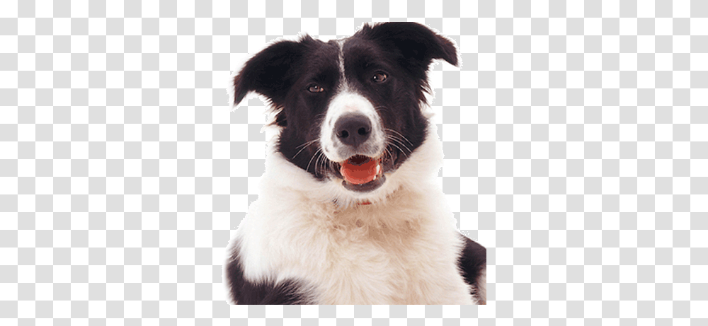 Border Collie Fan Lovecollies Twitter Dog Catches Something, Pet, Canine, Animal, Mammal Transparent Png