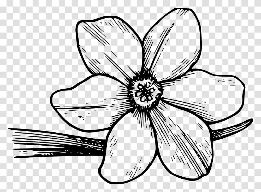 Border Design Black And White Corolla Flower To Draw, Plant, Petal, Blossom, Mixer Transparent Png