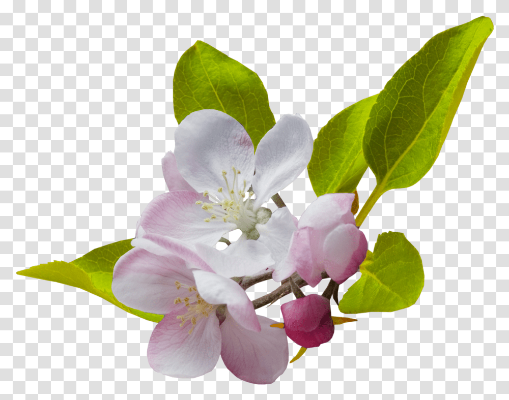 Border Flowers Desktop Wallpaper Clip Art Spring Flowers, Plant, Pollen, Blossom, Geranium Transparent Png