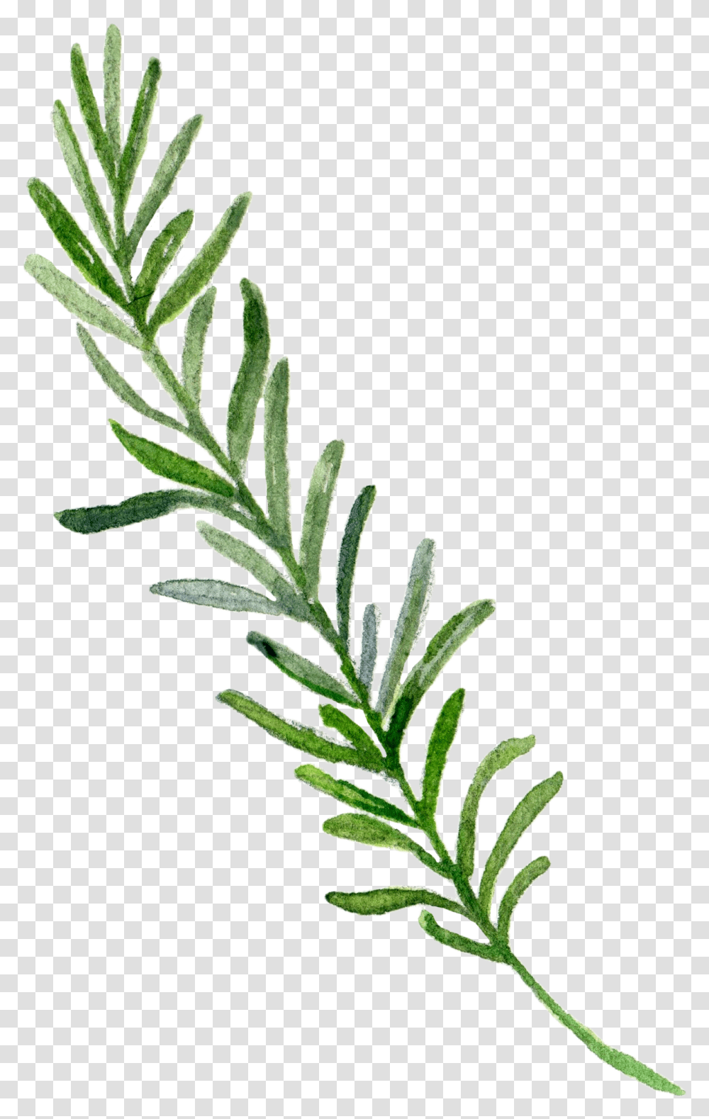 Border Leaf Hand Painted Download Hd Clipart, Plant, Grass, Flower, Tree Transparent Png