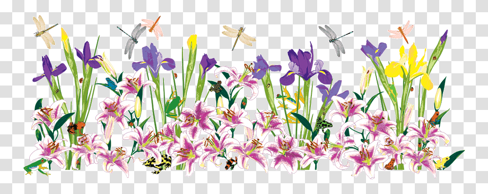 Border, Plant, Flower, Blossom, Iris Transparent Png