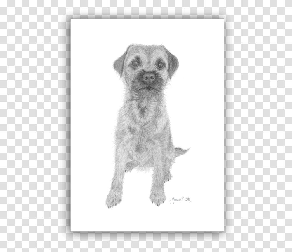 Border Terrier, Dog, Pet, Canine, Animal Transparent Png