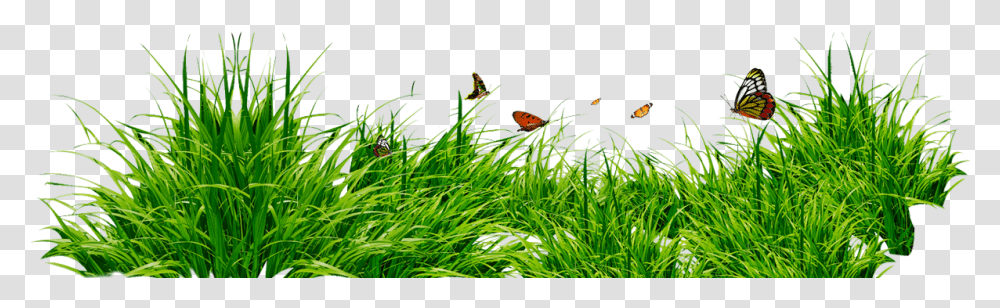 Bordes Decorativos Grass Without Background, Plant, Vegetation, Bush, Outdoors Transparent Png