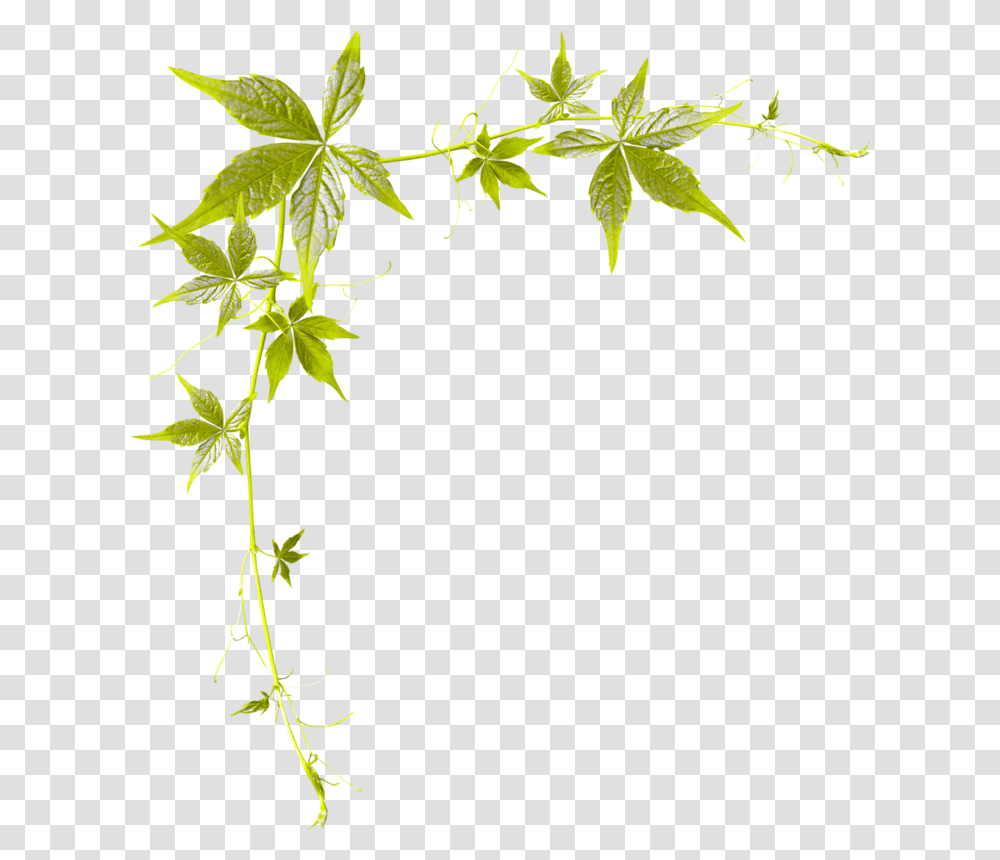 Bordure De, Leaf, Plant, Tree, Vine Transparent Png