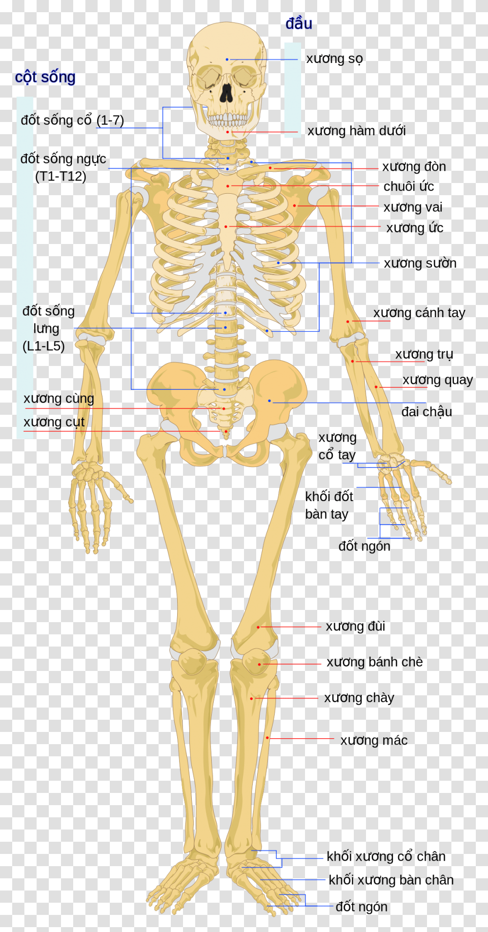Born Of Human Body, Skeleton Transparent Png