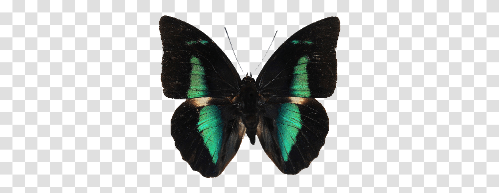 Bossi65 Butterfly Black And Green, Insect, Invertebrate, Animal, Spider Transparent Png