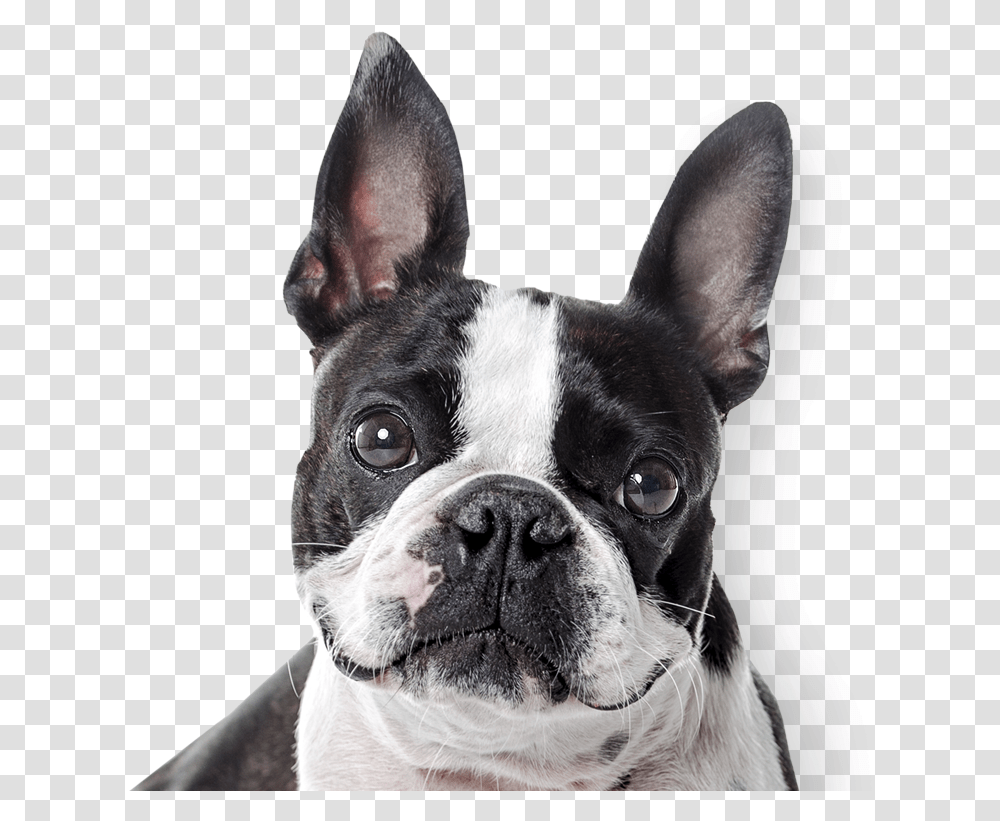 Boston Terrier Boston Terrier Nose, Dog, Pet, Canine, Animal Transparent Png