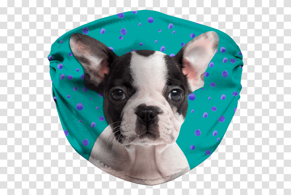 Boston Terrier Puppy Teal Sublimation Face Mask Dog, Bulldog, Pet, Canine, Animal Transparent Png